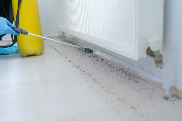 Best Wasp Removal Services  in Folsom, PA